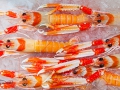 PESCA XXI (13)
